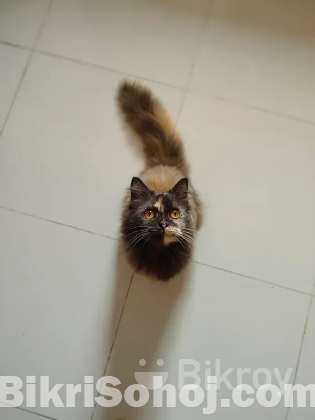 Traditional female Persian